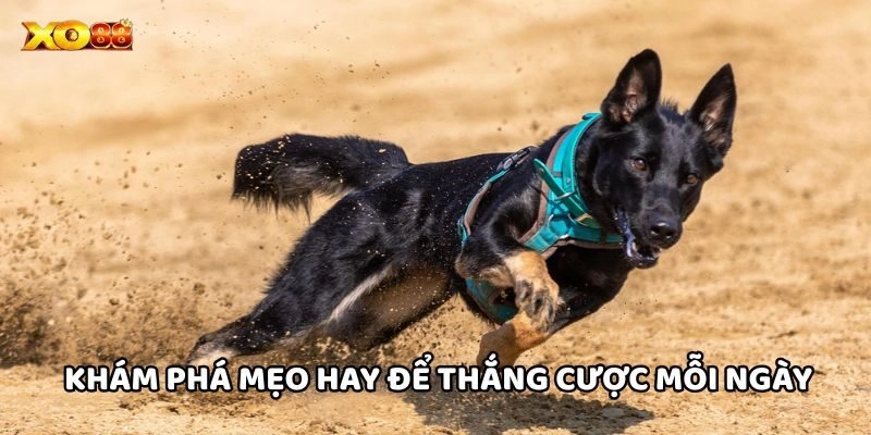 Cá Cược Đua Chó